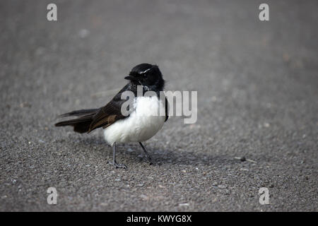 Willie Bachstelze, schwarze und weiße Vogel auf der Straße Stockfoto