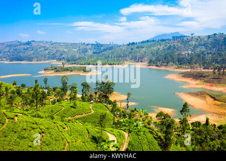 Tee Plantage und Maskeliya Stausee oder Maussakelle Stausee in der Nähe von Nuwara Eliya in Sri Lanka. Nuwara Eliya ist der wichtigste Ort für Kaffee Produk Stockfoto