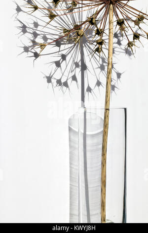 Eine getrocknete allium Stammzellen in einem Glas Vase mit starburst Samen Kopf, gegen einen weißen Hintergrund und Schatten Form. Stockfoto