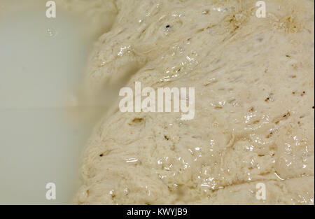 Teig für Natürlich gesäuertes Pizza. Close-up Mutter Vergangenheit. Essen, italienische Küche und kochen Konzept Stockfoto