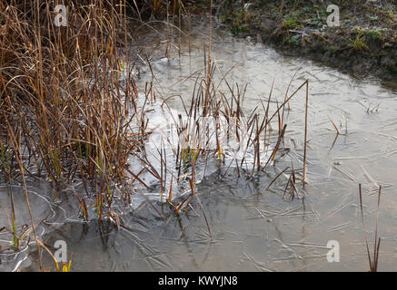 Bishops Stortford, St Michael's Mead, Southern Country Park, Seggen in Wasser gefroren, winter Stockfoto