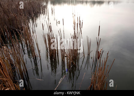 Bishops Stortford, St Michael's Mead, Southern Country Park, Rohrkolben, stilles Wasser, frostigen Morgen Stockfoto