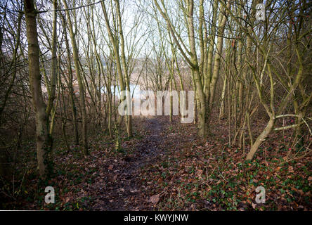 Bishops Stortford, St Michael's Mead, Southern Country Park, jungen Mischwald Stockfoto