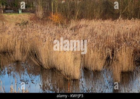 Bishops Stortford, St Michael's Mead, Southern Country Park, Seggen und Binsen in der Siedlung Teich, Reflexionen Stockfoto