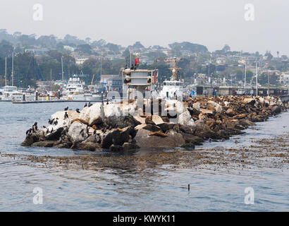 Seelöwen sind heraus hängend an der Kaimauer des Hafens Eingang von Monterey, Kalifornien. Stockfoto