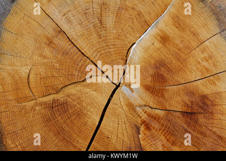 Blick vom Ende des Stamm Abschnitt closeup Stockfoto