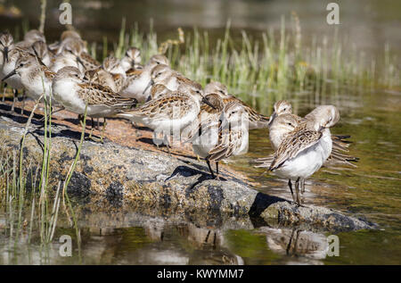 Auf einem Zwischenstopp während der Migration, Strandläufer Rest ruhig und putzen sich auf einem felsigen Barsch neben einem Watt bei Flut (British Columbia). Stockfoto