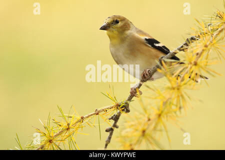 Eine amerikanische Goldfinch Vermessung Es ist Gebiet von einem Tamarack. Stockfoto