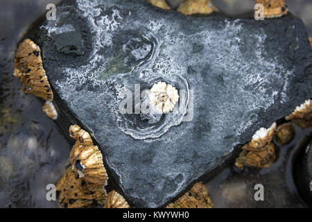 Ringe von Salz Ausfällenden auf Strand Steine als Meer Wasser gefriert und verdunstet, Acadia National Park, Bar Harbor, Maine. Stockfoto