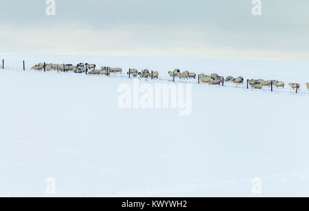 Winter Felder mit Schafherde in tiefem Schnee. Shropshire Hills in Vereinigtes Königreich Stockfoto