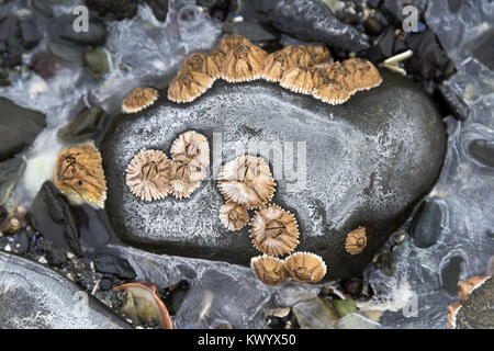 Salz Ausfällenden auf Strand Steine als Meer Wasser gefriert und verdunstet, Acadia National Park, Bar Harbor, Maine. Stockfoto