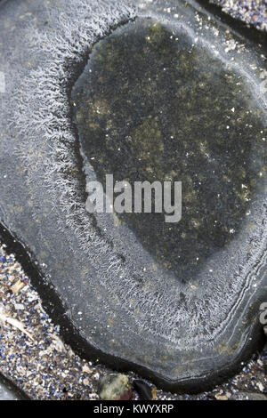 Ringe von Salz Ausfällenden auf Strand Steine als Meer Wasser gefriert und verdunstet, Acadia National Park, Bar Harbor, Maine. Stockfoto