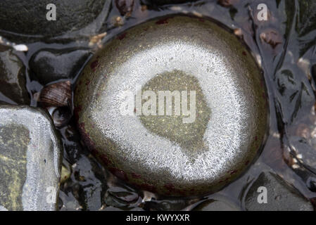 Ringe von Salz Ausfällenden auf Strand Steine als Meer Wasser gefriert und verdunstet, Acadia National Park, Bar Harbor, Maine. Stockfoto