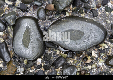 Ringe von Salz Ausfällenden auf Strand Steine als Meer Wasser gefriert und verdunstet, Acadia National Park, Bar Harbor, Maine. Stockfoto