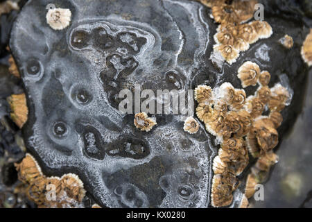 Ringe von Salz Ausfällenden auf Strand Steine als Meer Wasser gefriert und verdunstet, Acadia National Park, Bar Harbor, Maine. Stockfoto