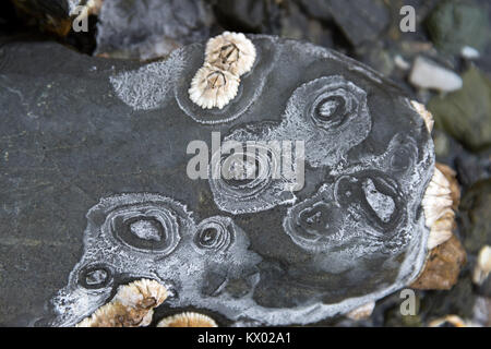 Ringe von Salz Ausfällenden auf Strand Steine als Meer Wasser gefriert und verdunstet, Acadia National Park, Bar Harbor, Maine. Stockfoto