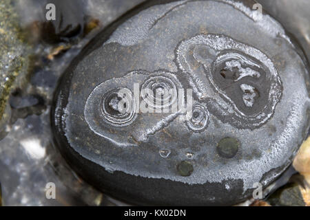 Ringe von Salz Ausfällenden auf Strand Steine als Meer Wasser gefriert und verdunstet, Acadia National Park, Bar Harbor, Maine. Stockfoto