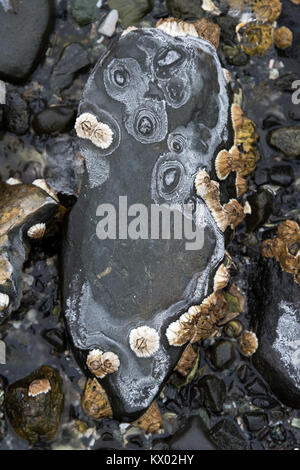 Ringe von Salz Ausfällenden auf Strand Steine als Meer Wasser gefriert und verdunstet, Acadia National Park, Bar Harbor, Maine. Stockfoto