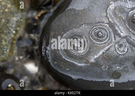 Ringe von Salz Ausfällenden auf Strand Steine als Meer Wasser gefriert und verdunstet, Acadia National Park, Bar Harbor, Maine. Stockfoto