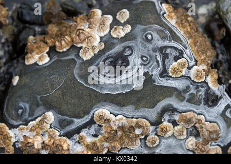 Ringe von Salz Ausfällenden auf einen Strand Stein als Meer Wasser gefriert und verdunstet, Acadia National Park, Bar Harbor, Maine. Stockfoto