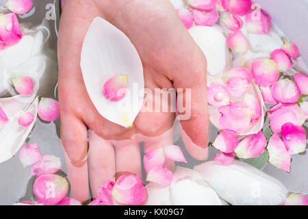 Weichheit, Weiblichkeit, Behandlung Konzept. Es gibt Ovale weiße Blatt von Tulip, ist wie das Boot, die kleine Blütenblatt der Kirschblüte, sowohl in der Handfläche der Frau platziert werden Stockfoto