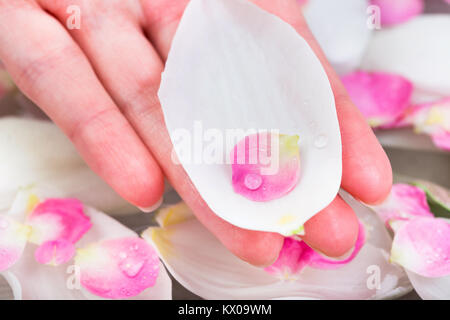 Natur, Umwelt, Care Concept. Am Rande des Palm der kaukasischen Frau es gibt wenige Blütenblätter platziert man in anderen, Weiß von Tulip Bud und kleine rosa Von der Kirsche Blüte Stockfoto