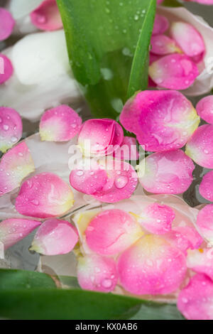 Feder, Schönheit, Zartheit Konzept. schönen Blumen mit blühenden Knospen und Blätter mit sauberem Wasser Pured sind, sind sie schwimmend auf sie mit wenig glänzender Tropfen abgedeckt Stockfoto