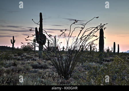 Eine Ocotillo Strauch in voller Blüte in der Arizona Sonora Wüste. Stockfoto