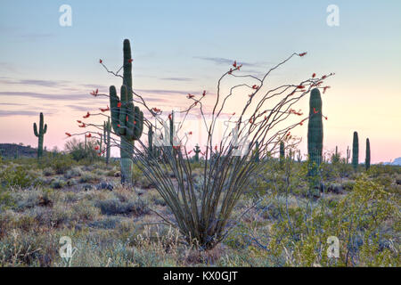 Eine Ocotillo Strauch in voller Blüte in der Arizona Sonora Wüste. Stockfoto