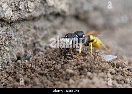 Europäischen Beewolf (Philanthus triangulum) Stockfoto