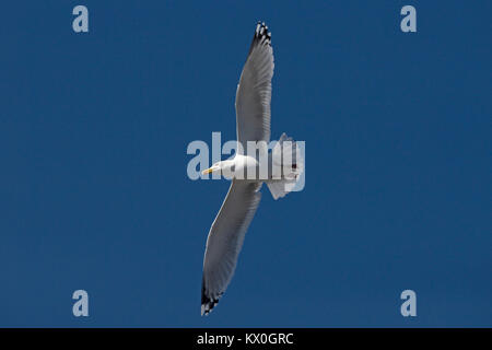 Silbermöwe (Larus argentatus) Devon GB UK April 2017 Stockfoto