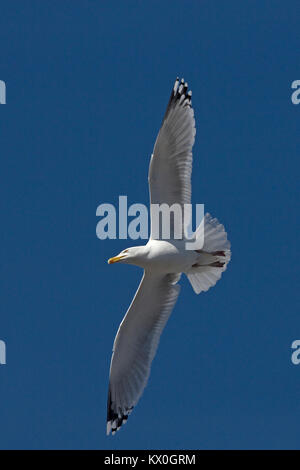 Silbermöwe (Larus argentatus) Devon GB UK April 2017 Stockfoto