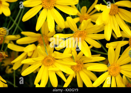 Daisy Stockfoto