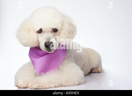 Süße gepflegten weißen Pudel Hund isoliert zur Festlegung Stockfoto