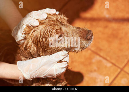 Reinigung brauner Hund von Flohmarkt Service. In der Nähe von nassen Spaniel hund Kopf Stockfoto