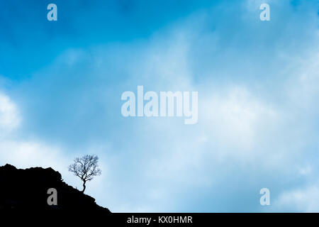 Weite Einstellung auf einem blattlosen Baum auf einem Hügel vor blauem Himmel im Winter Stockfoto