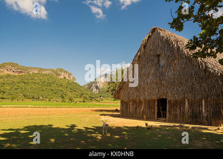 Trockner für Tabak im Tal von Vinales (Kuba) Stockfoto