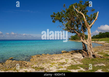 An der felsigen Küste von Playa Larga in Kuba Stockfoto