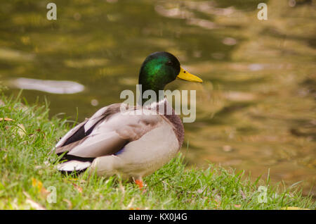 Ente männlich auf dem See, das Sitzen auf dem Gras Stockfoto