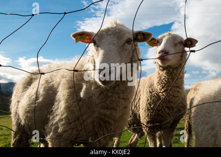 Schafe in die Kamera schaut Stockfoto