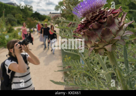 Frankreich, Paris (75), Frau fotografieren eine artischocke im Jardin des Plantes, Botanischer Garten Stockfoto