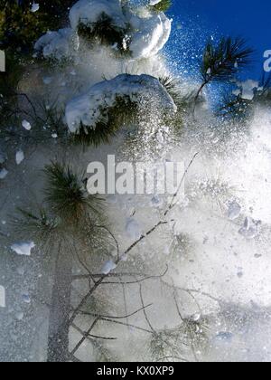 Schnee fällt von einer Kiefer Stockfoto