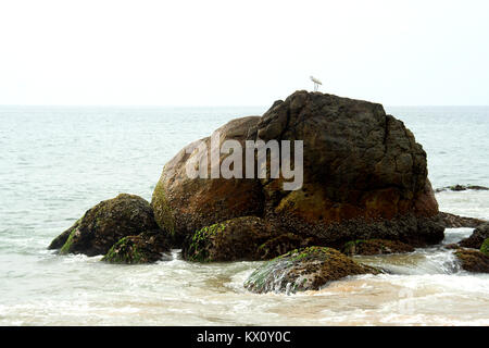 Kleiner Vogel auf der Oberseite des Elefanten geformten Felsen am Kovalam Beach in Tiruvanthapuram, Kerala, Indien, Asien Stockfoto