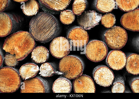 Stapel von Holz auf einem Wald Wiese in Podkarpacie Provinz, Polen Stockfoto