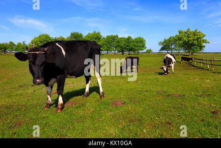 Abbildung - piebald Bauernhof Milch Kühe auf einer Weide in Natioal Biebrzanski Park in Polen Stockfoto