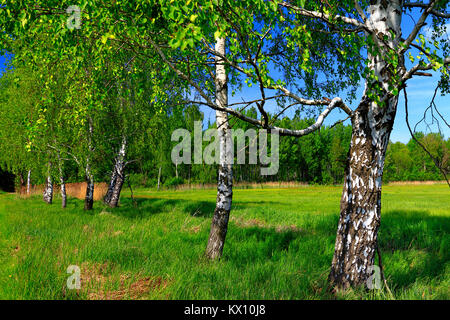 Panoramablick auf die bewaldeten Wiesen und Feuchtgebiete - Wildtiere und Vögel finden in den Biebrzanski Nationalpark in Polen Stockfoto