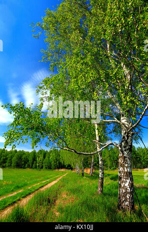 Panoramablick auf die bewaldeten Wiesen und Feuchtgebiete - Wildtiere und Vögel finden in den Biebrzanski Nationalpark in Polen Stockfoto