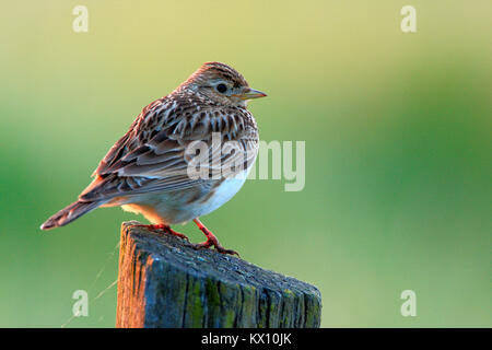 Polen, Biebrzanski Nationalpark - Nahaufnahme eines Skylark Vogel - Latein: Alauda arvensis Stockfoto