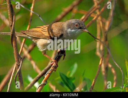 Polen, Biebrzanski Nationalpark - Nahaufnahme eines Whitethroat Vogel - Latein: Sylvia communis Stockfoto