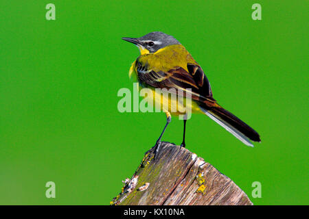 Polen, Biebrzanski Nationalpark - Nahaufnahme einer Schafstelze Vogel - Latein: Motacilla flava Stockfoto